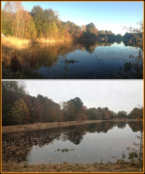 Pond Before and After